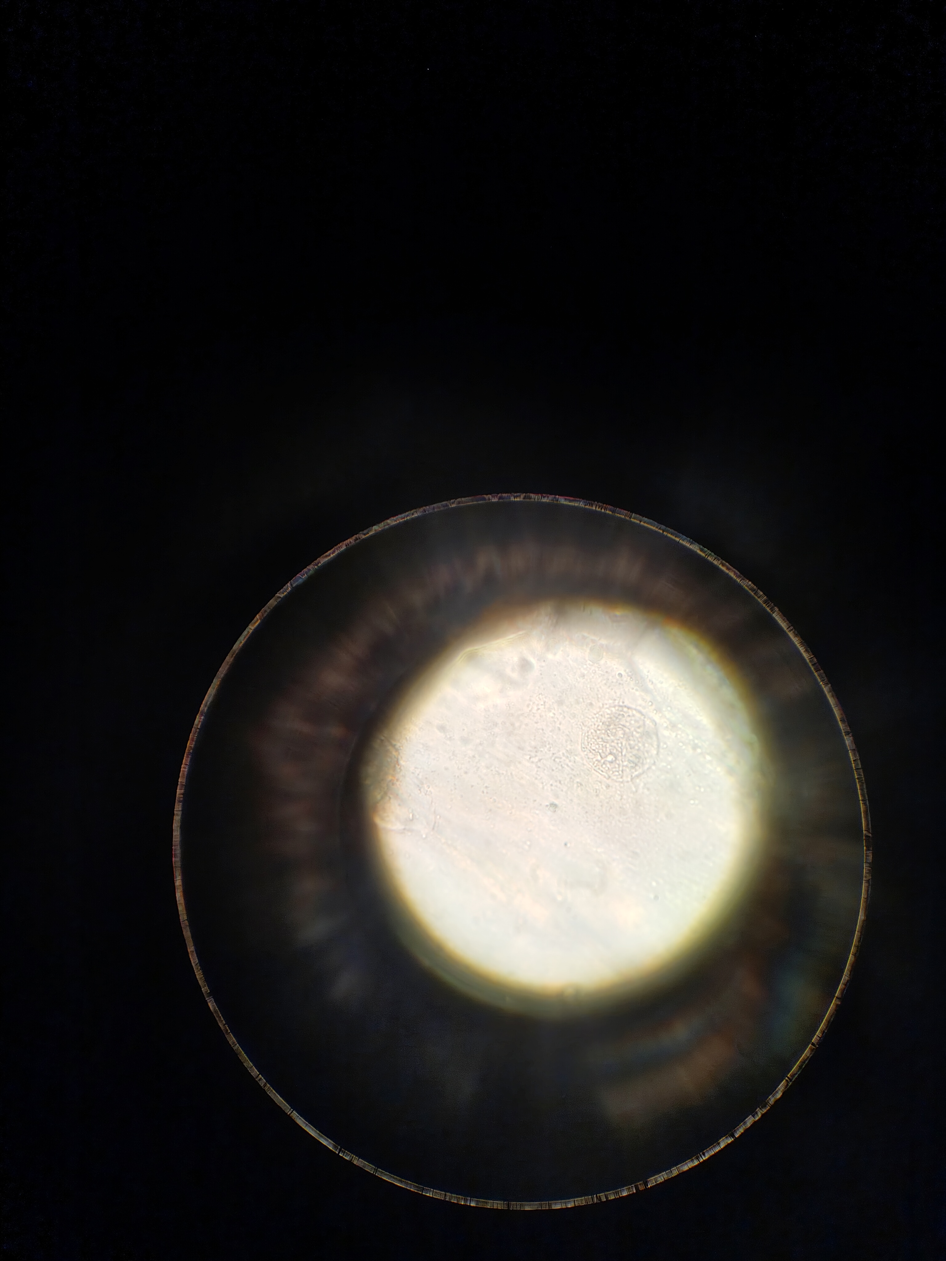 Фото с микроскопа