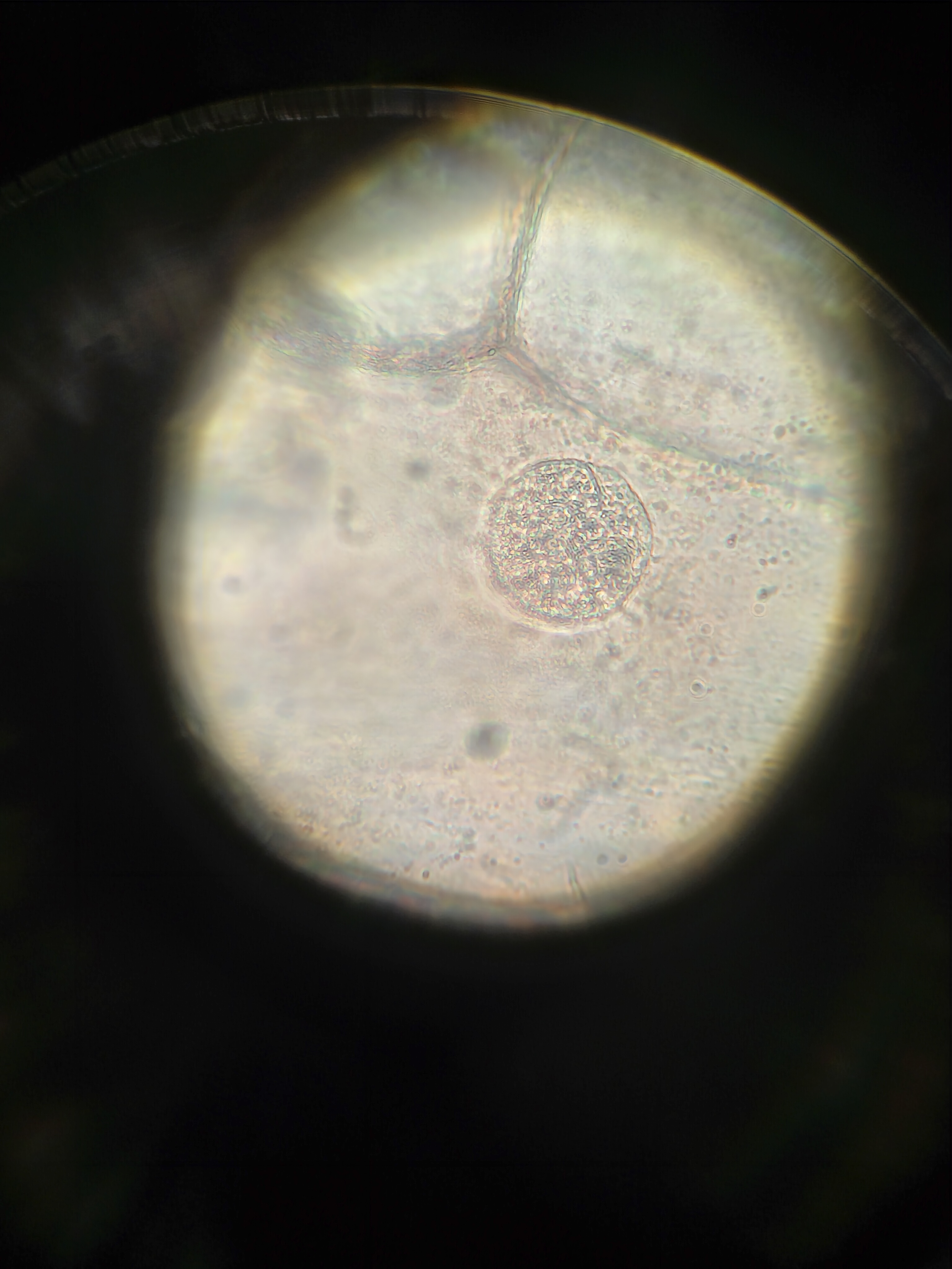 Фото с микроскопа