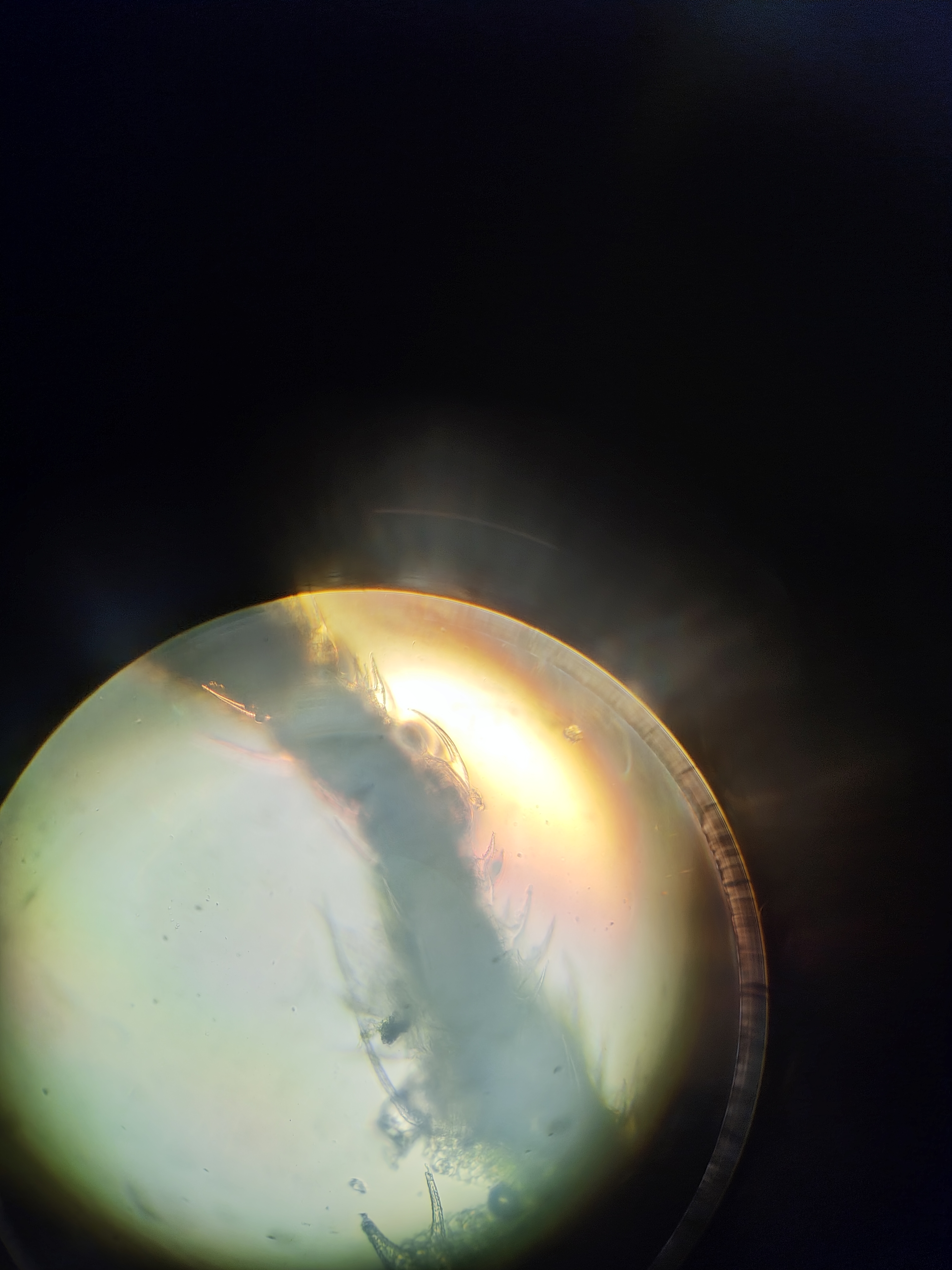 Фото с микроскопа